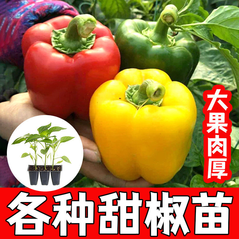 甜椒苗子青种辣圆灯笼蔬菜