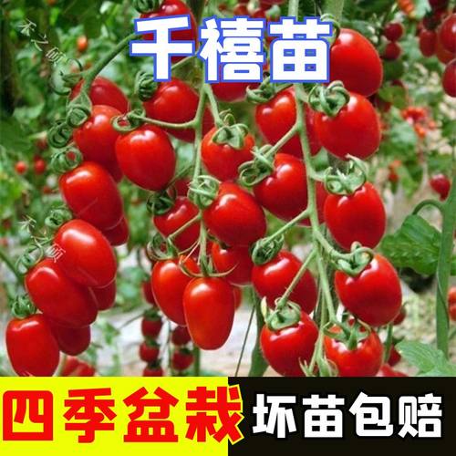 千禧秧苗小番茄苗子四季盆栽阳台