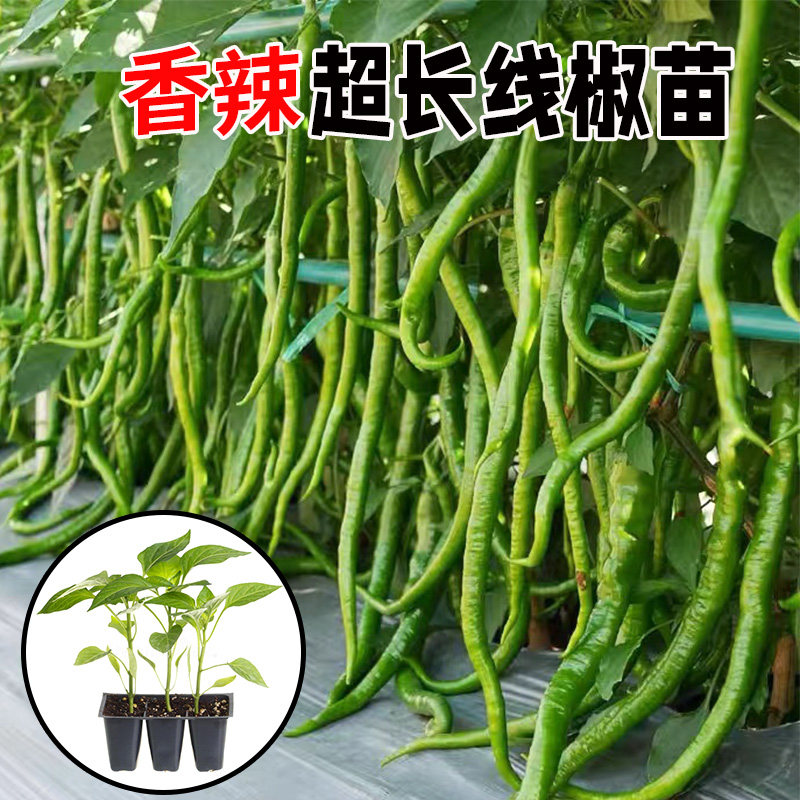 香辣王线椒种子苗超四季高