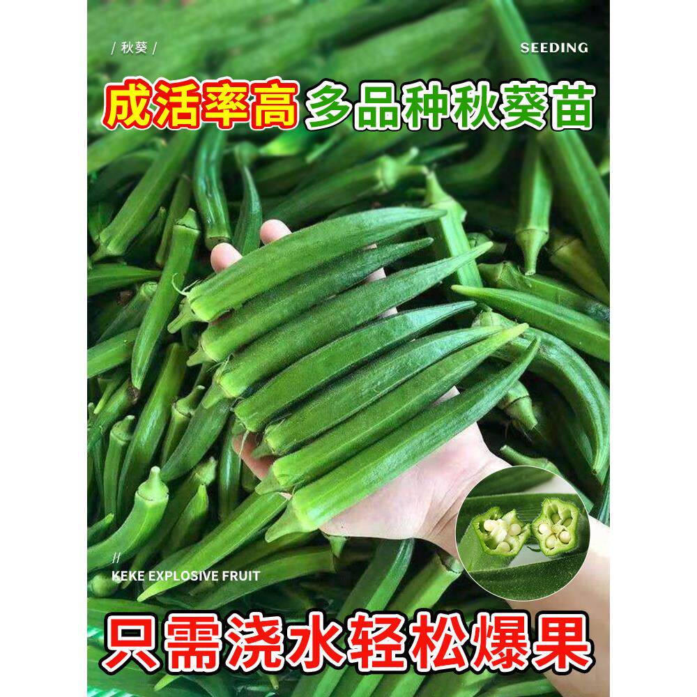 水果秋葵秧苗大带土种子阳