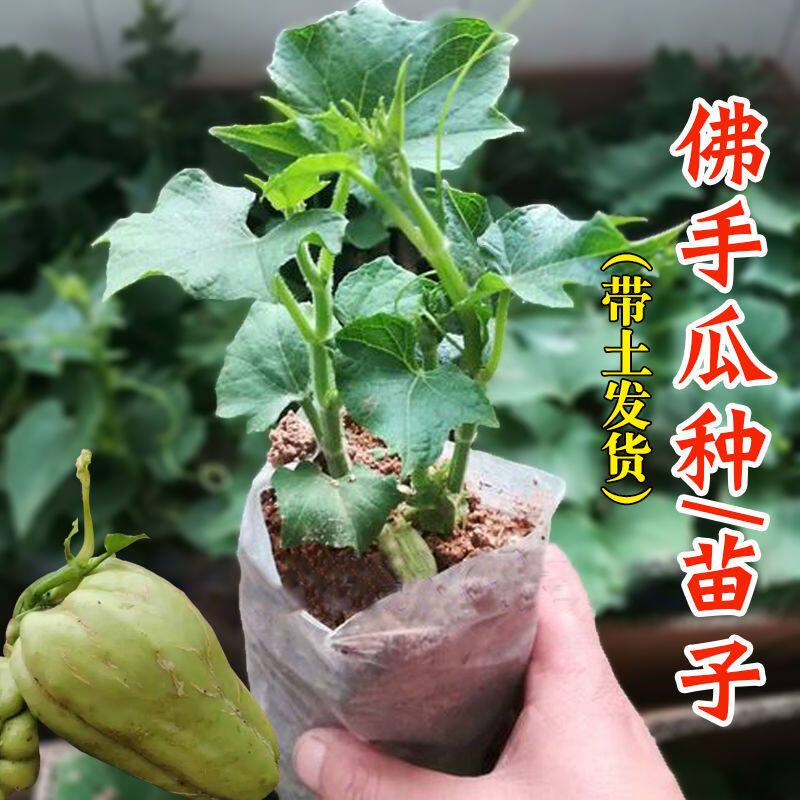 佛手瓜种苗籽带芽扶四季秧