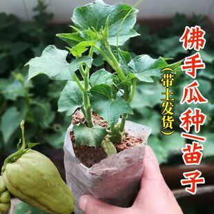 佛手瓜种苗种籽带芽扶手瓜四季苗秧龙须菜孑子种植秧苗瓜苗种瓜白