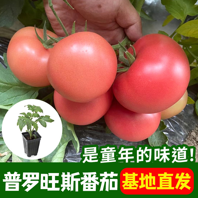 普罗旺斯番茄苗沙巍西红柿