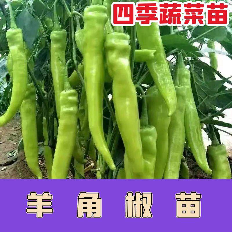 寿光辣椒苗秧苗四季盆栽庭院小米辣朝天椒大果椒薄皮带土