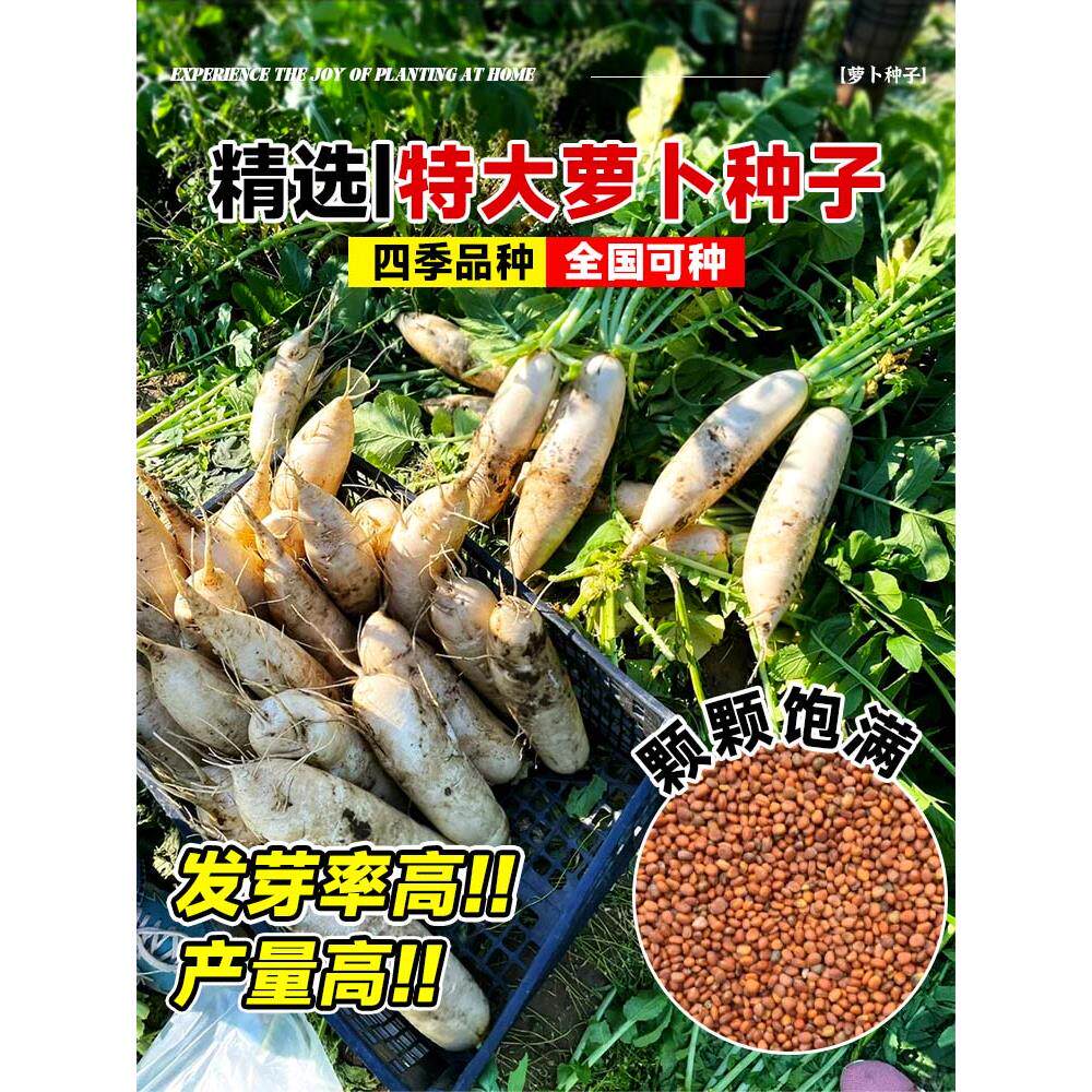 萝卜种籽大全九斤王特子白
