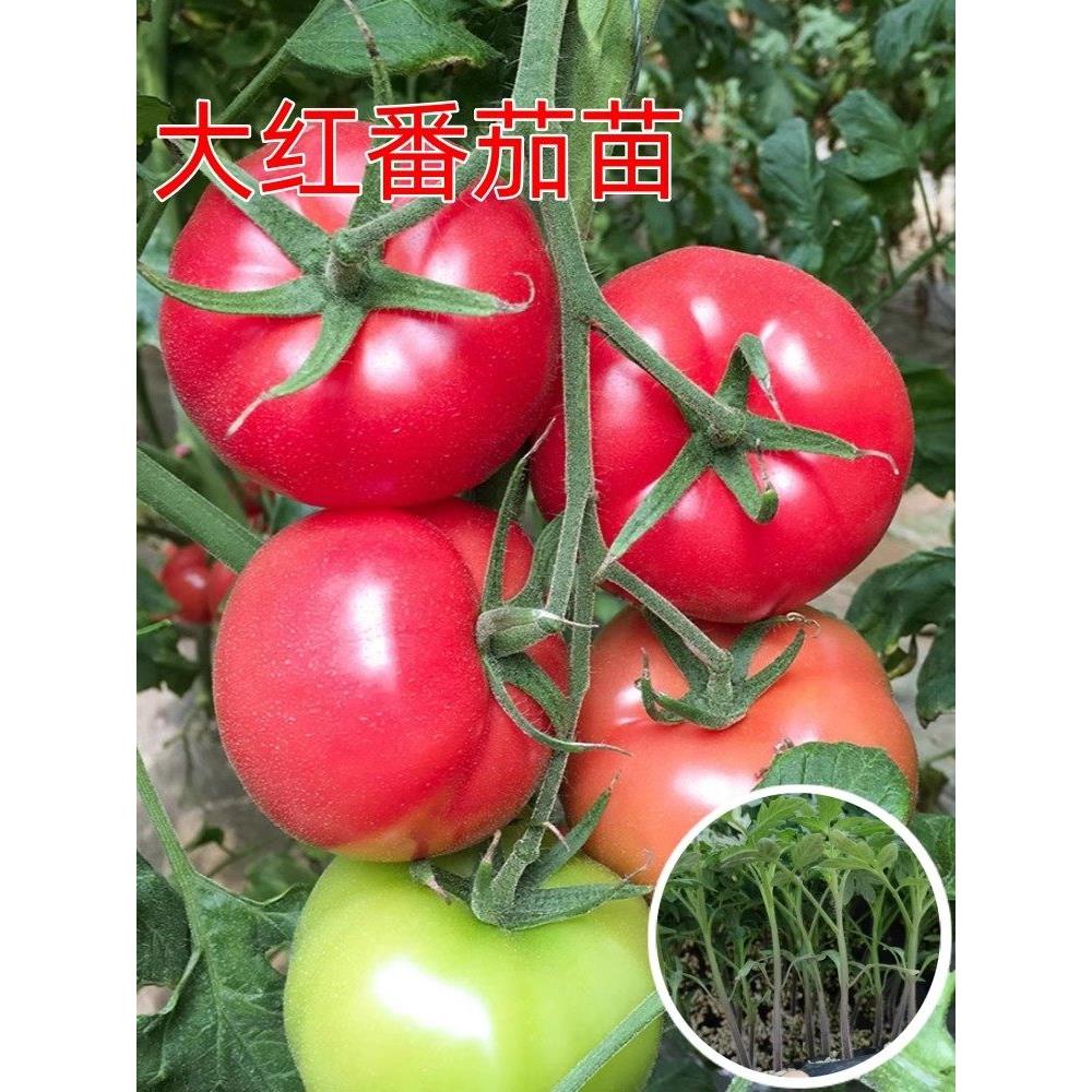 大红番茄苗老品种西柿秧粉