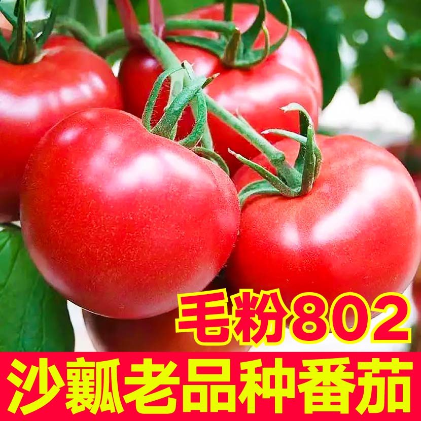 爆甜沙瓤毛粉802番茄苗秧
