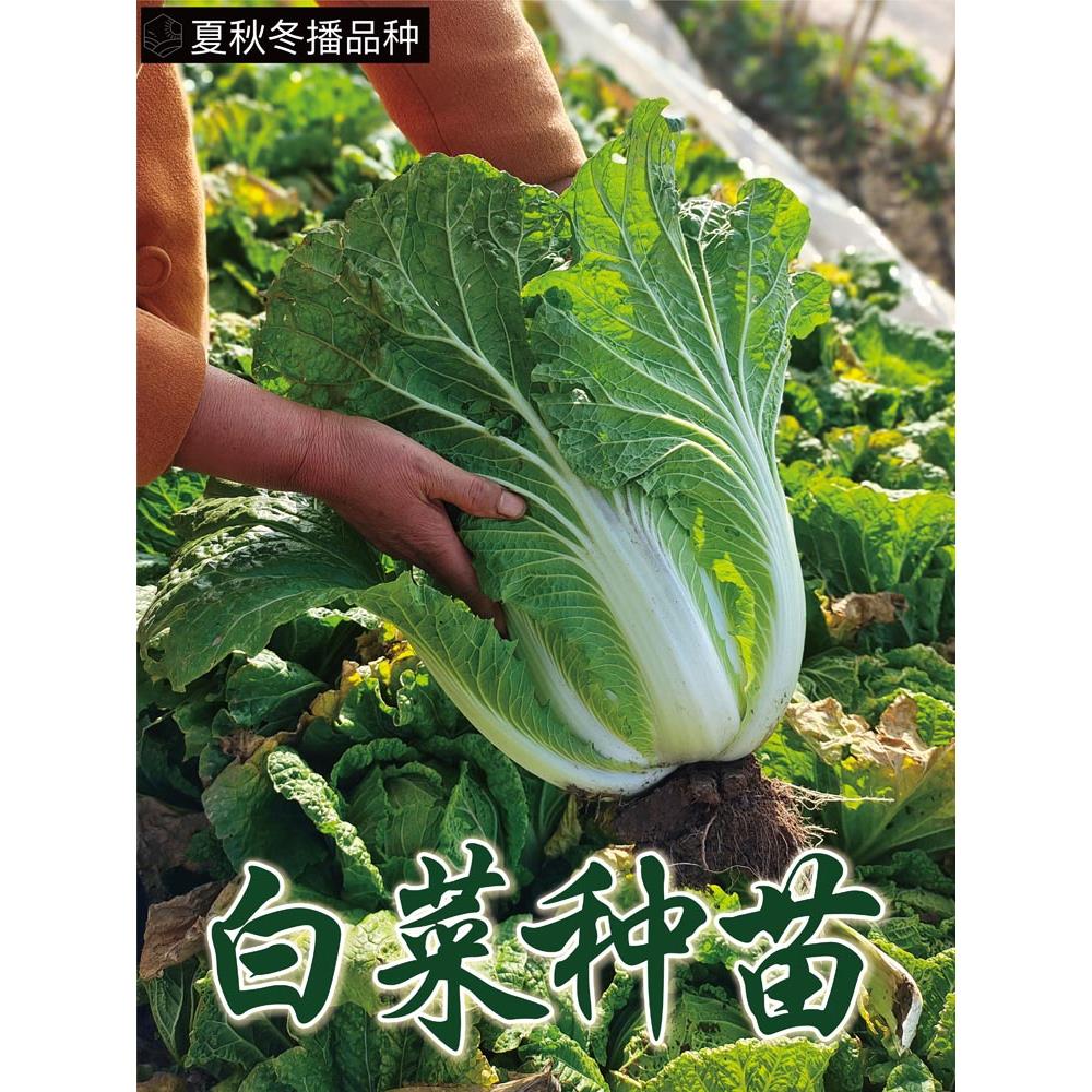 秋播白菜种苗奶油快娃中青