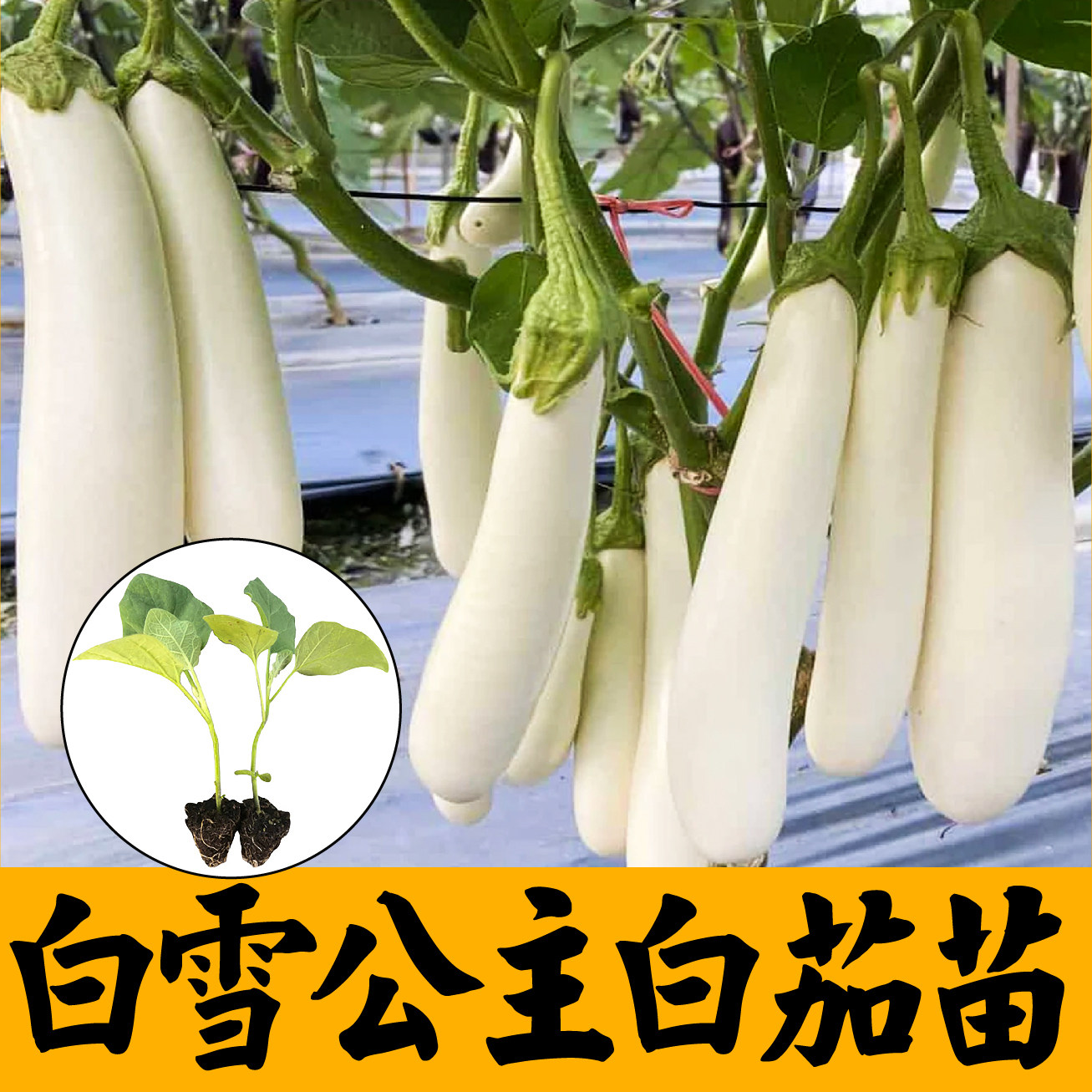 香糯好吃白雪公主长茄子苗