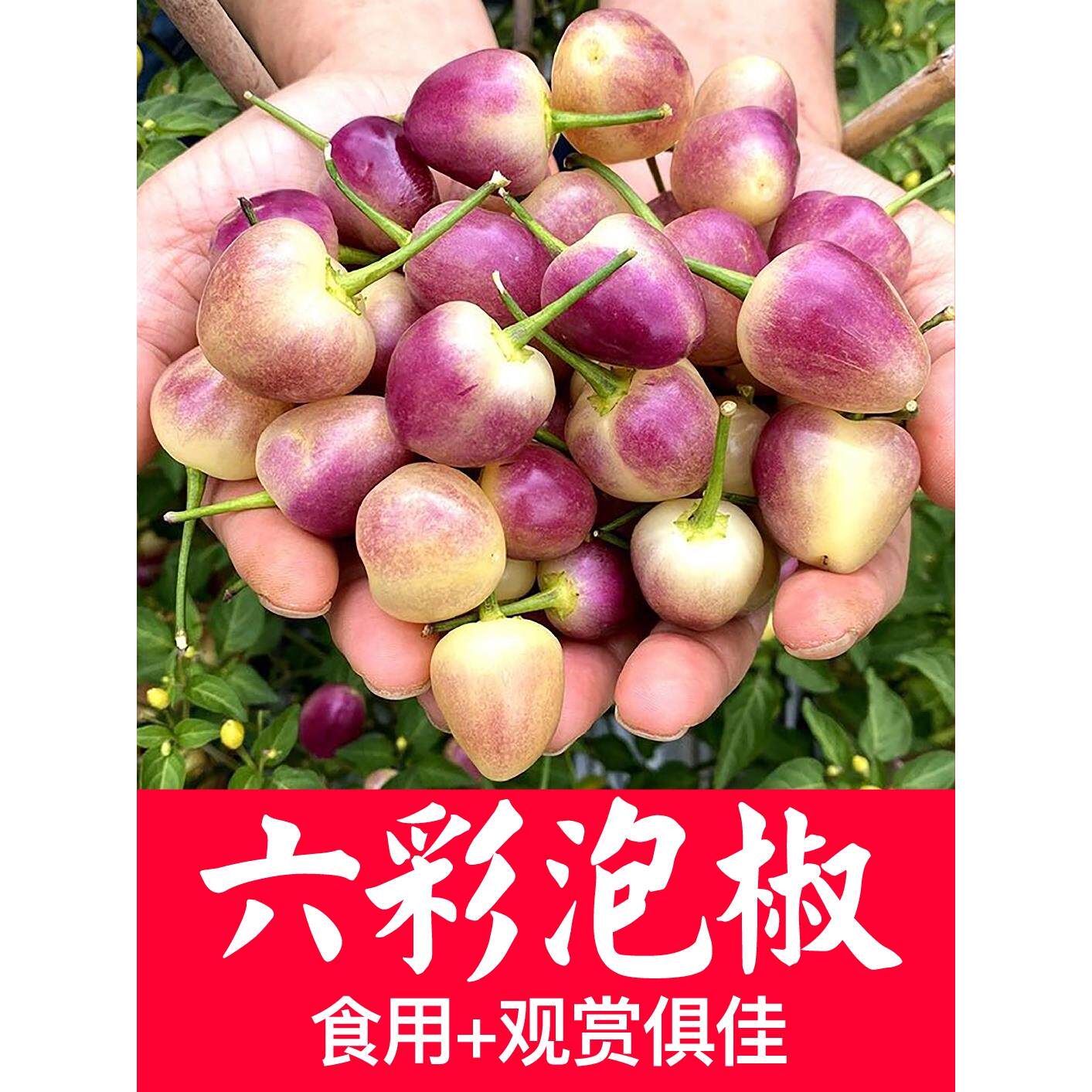 六彩泡椒种籽专用五七多辣