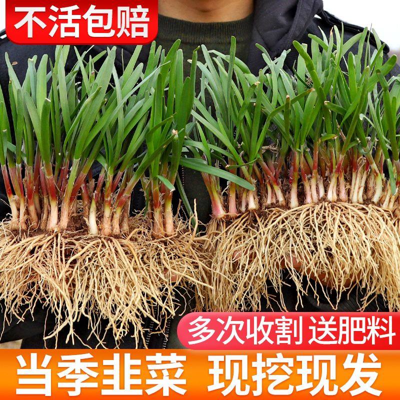 韭菜根苗紫红蔬宽叶大阳台