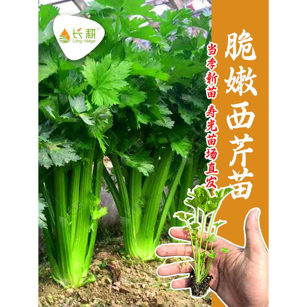 脆嫩西芹种苗荷兰皇后水果