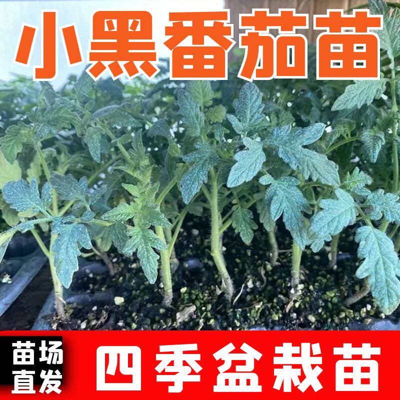 小黑番茄秧苗黑骑士苗子四季正宗