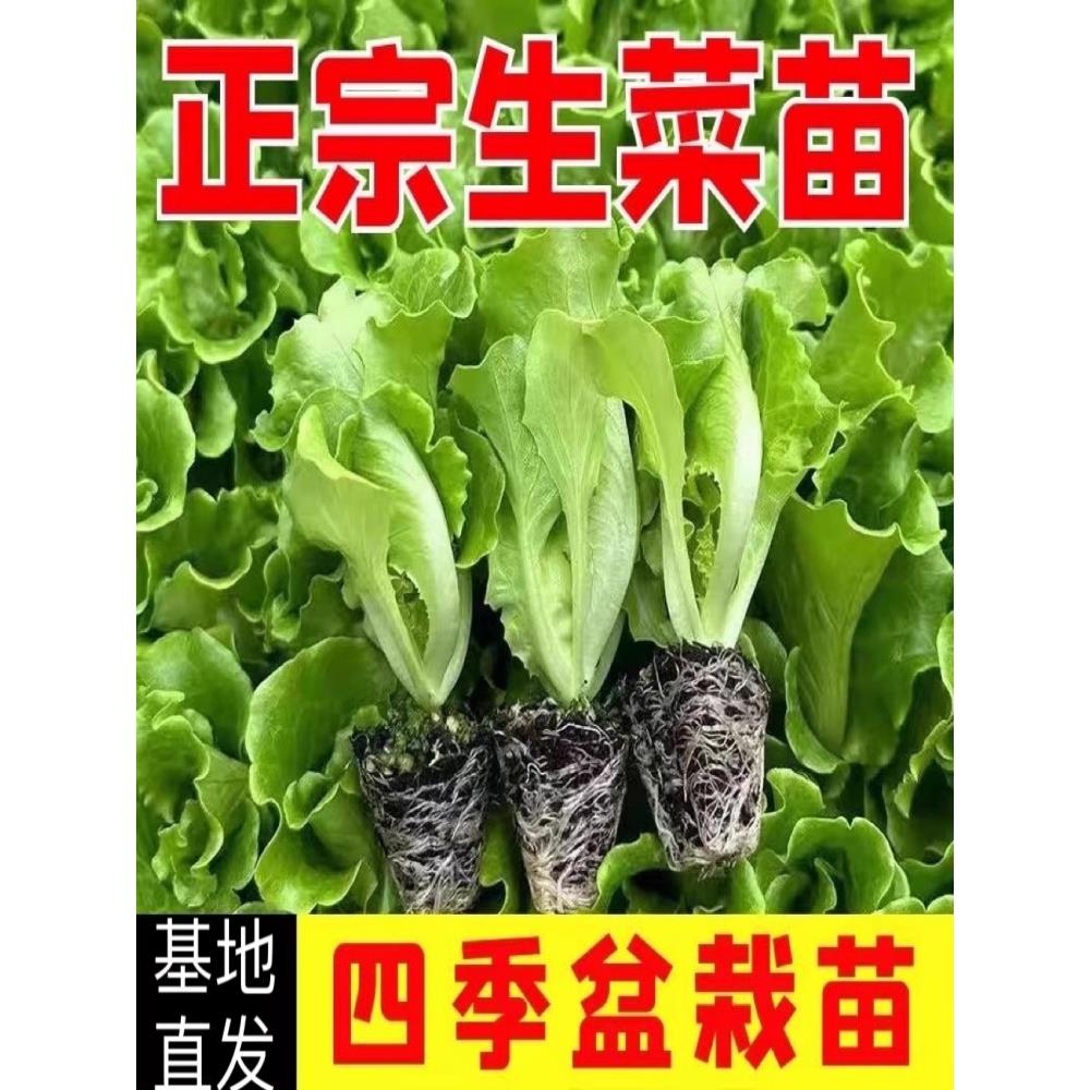 耐寒生菜苗带土奶油意大利
