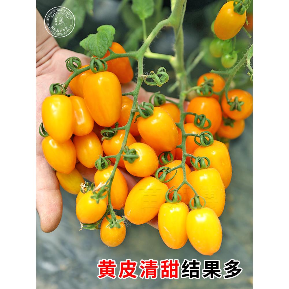 黄千禧圣女果种子籽金玲珑