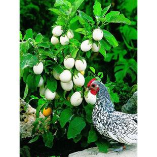 四季圆茄种子白蛋茄种蔬菜孑秧茄子种籽苗鸡蛋茄秧苗茄苗籽种大全