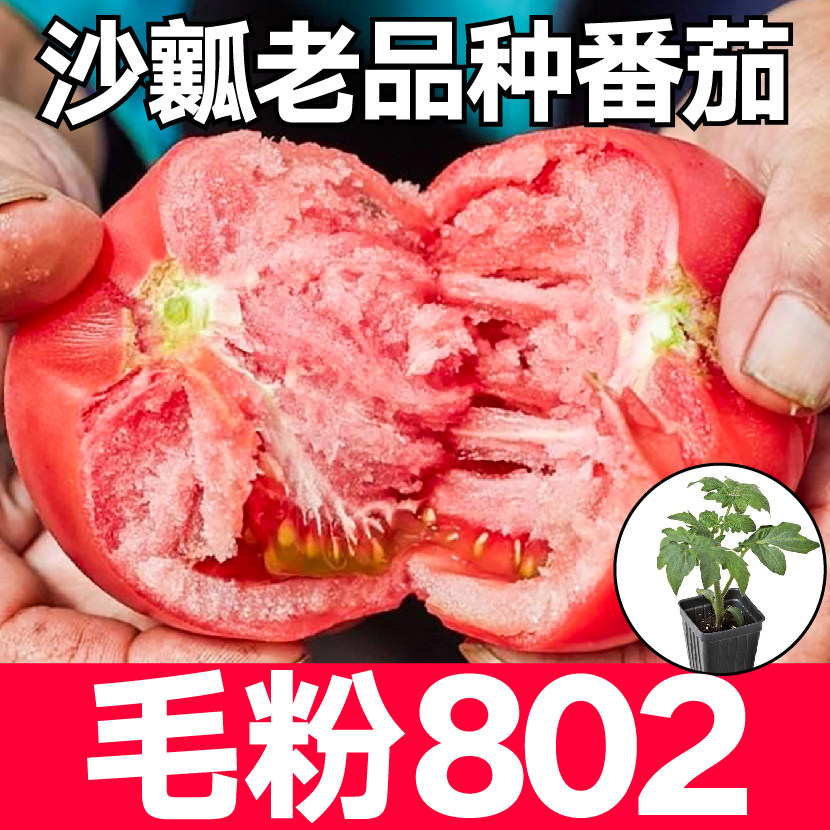 正宗大毛粉802番茄秧苗带
