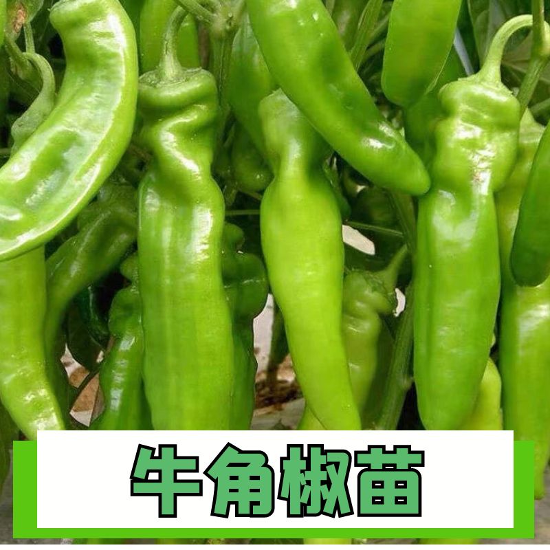 高产牛角椒秧苗四季正宗苗子