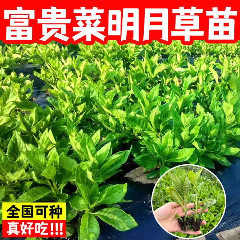 明月草苗盆栽白背菜神仙蔬