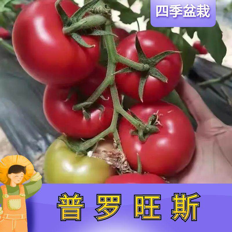 老品种普罗旺斯西红柿种子苗番茄种籽孑菜苗高产沙瓤四季蔬菜秧苗