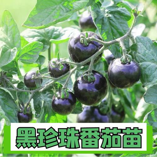 高产黑番茄秧苗小黑番茄苗