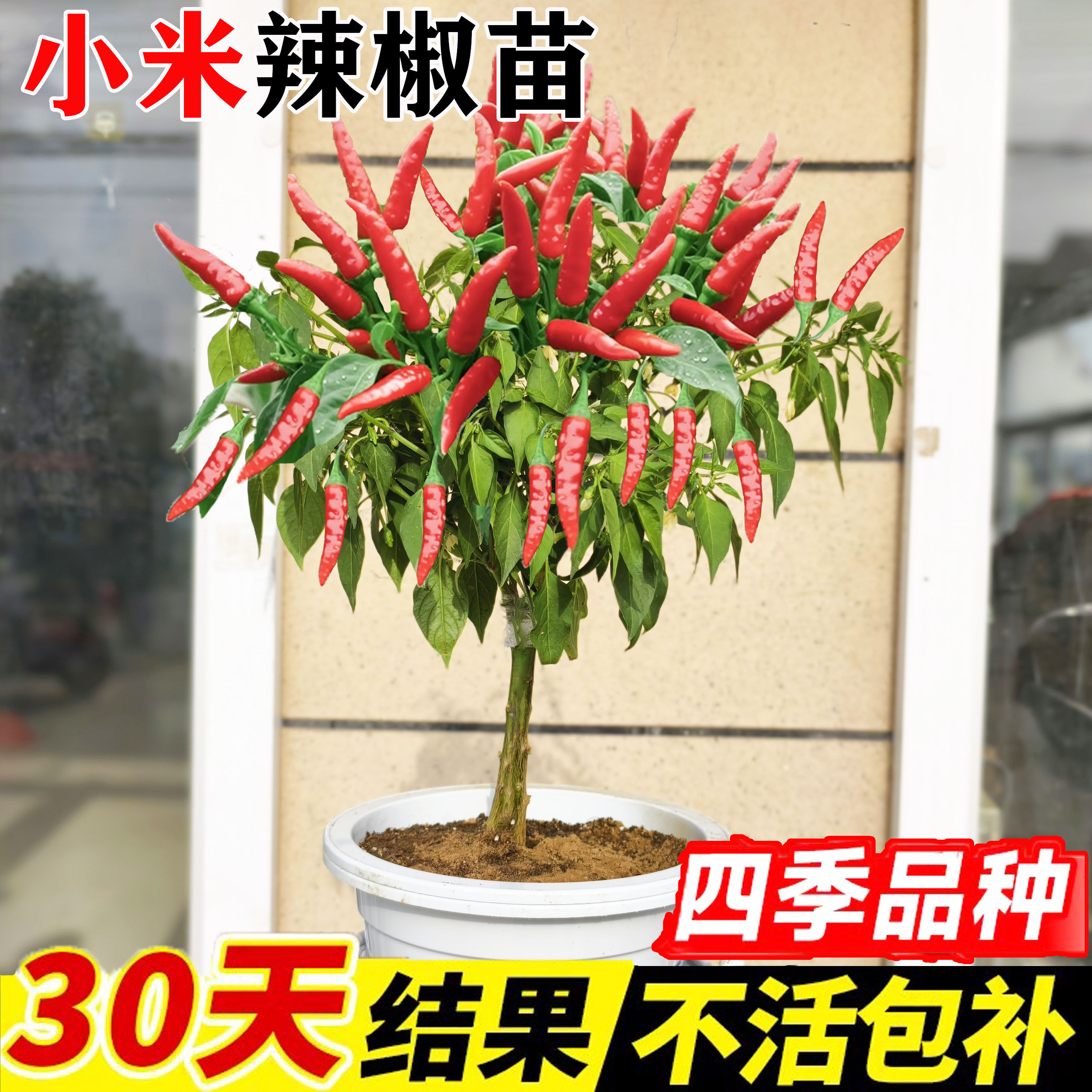 小米辣椒苗秧朝天四季盆栽