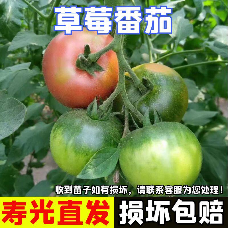 草莓番茄苗铁皮西红柿苗番茄秧苗