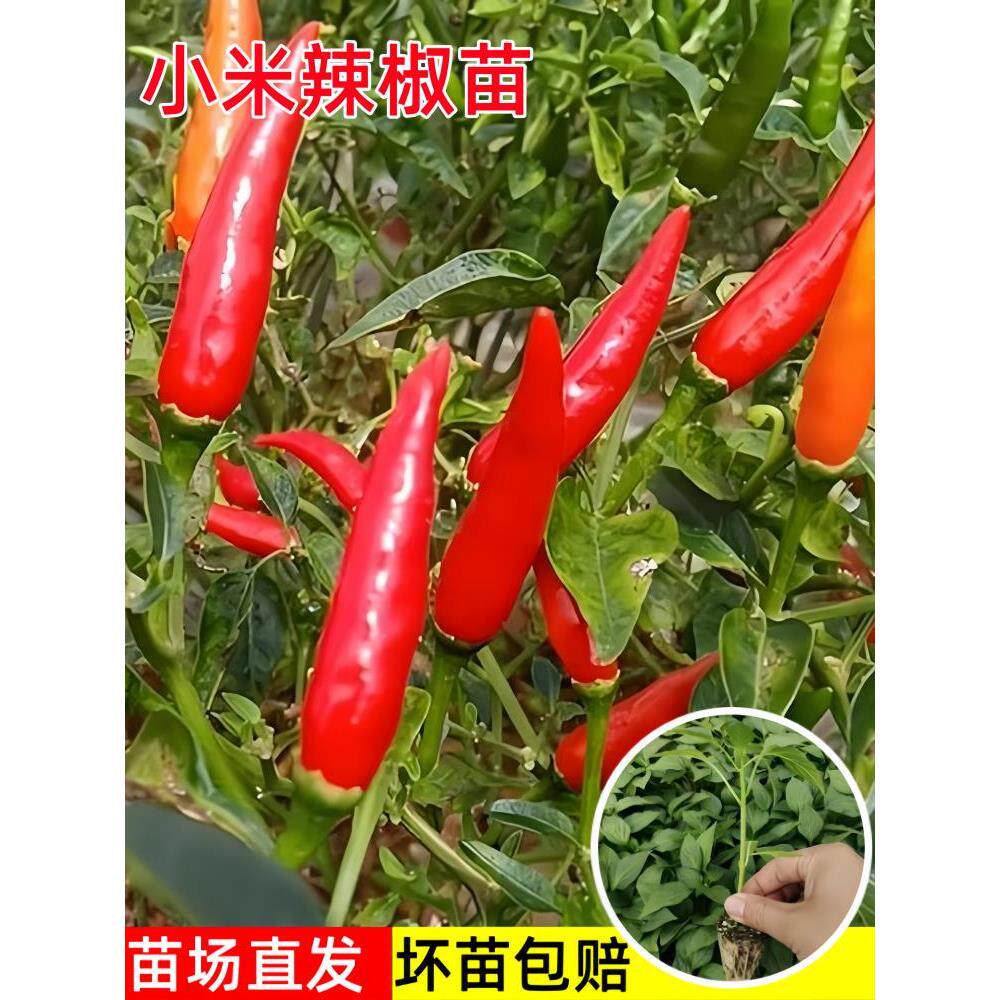 小米辣椒苗秧四季高产朝天