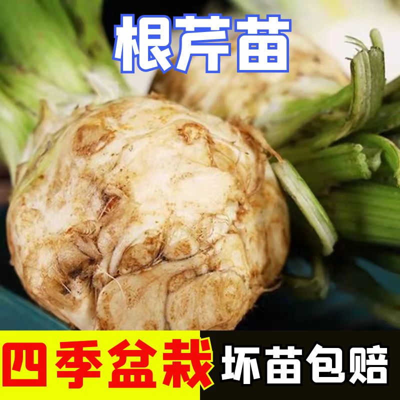 寿光根芹秧苗带土球四季阳