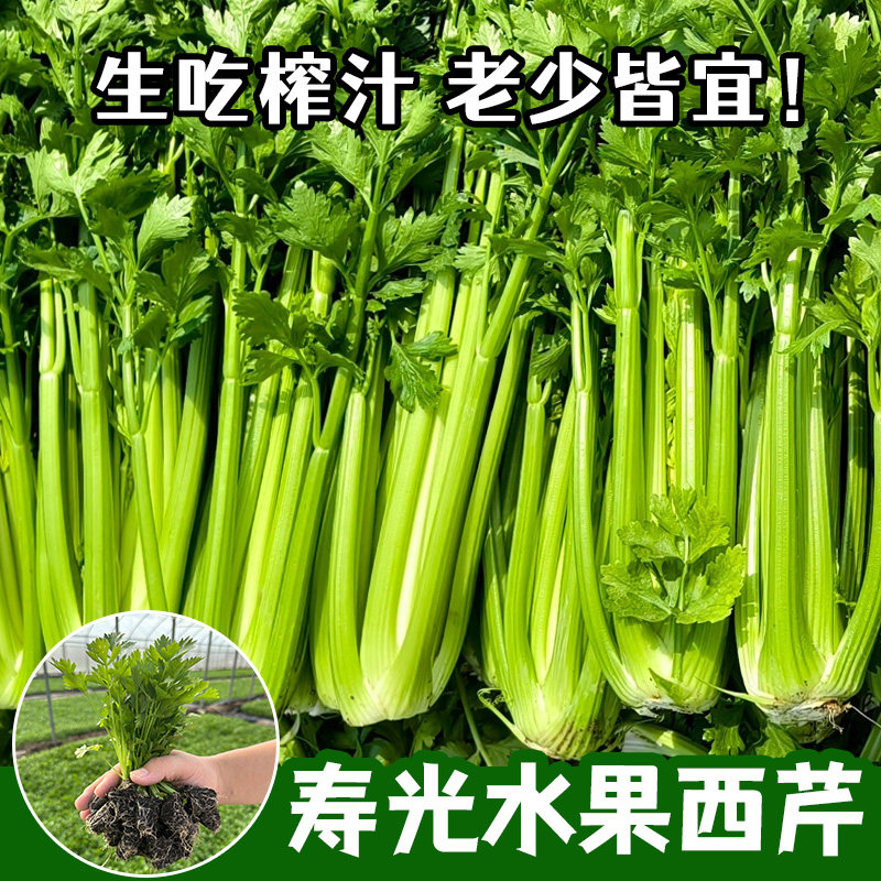 水果西芹苗秧芹带土球实心文图拉西芹根芹菜种子四季盆栽高产种苗