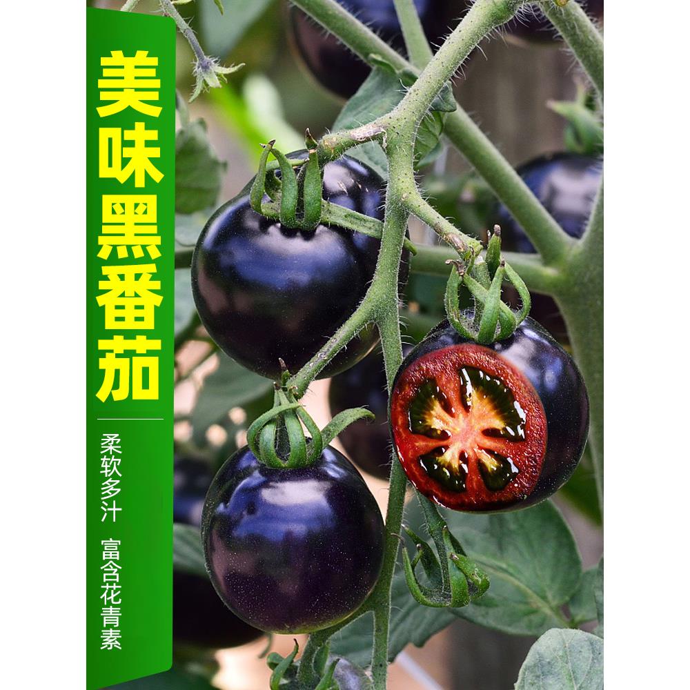 黑番茄种子四季珍珠西红柿