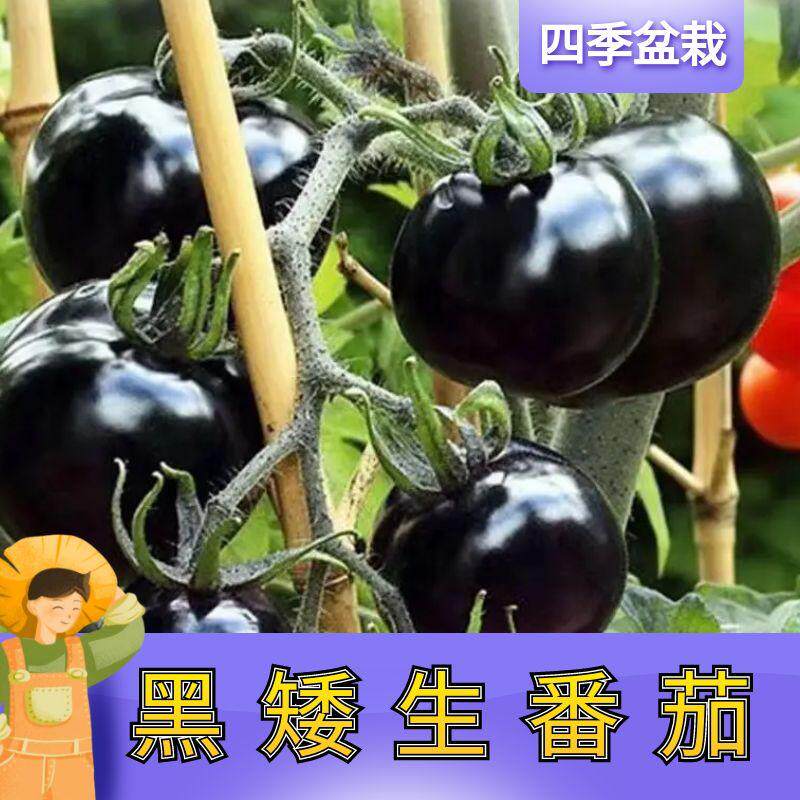 矮生黑番茄种子苗春四季黑裙子盆栽西红柿种孑樱桃西黑柿蔬菜种籽