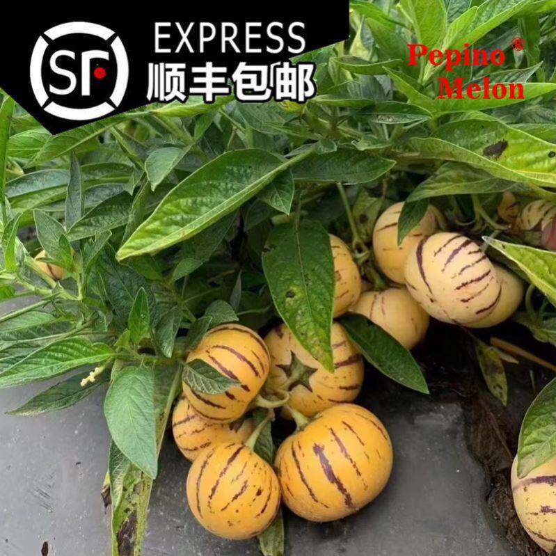 顺丰正宗四季水果云南石林