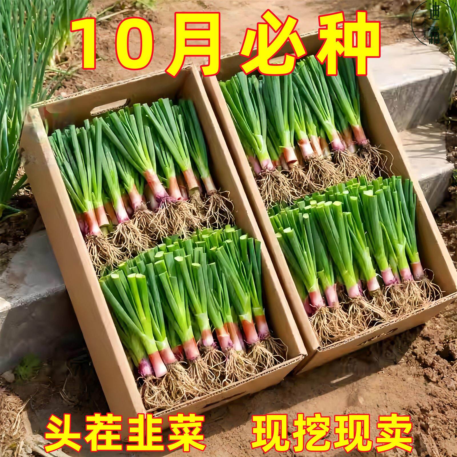 现挖韭菜根庭院阳台四季盆