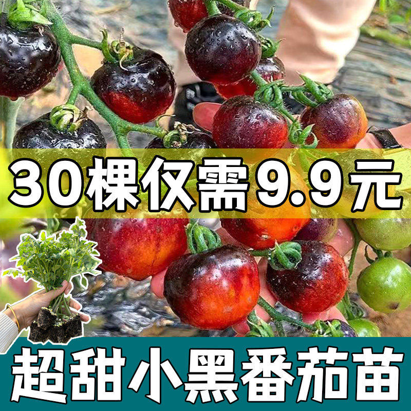 黑美人小珍珠番茄苗秧种子