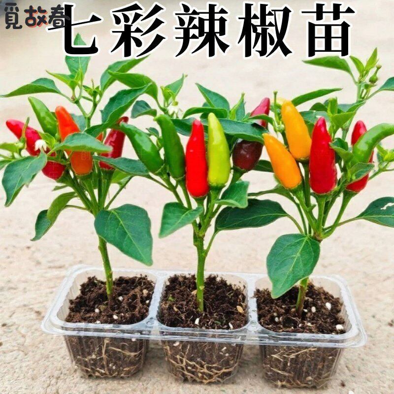 广西七彩椒苗辣秧可食用泡