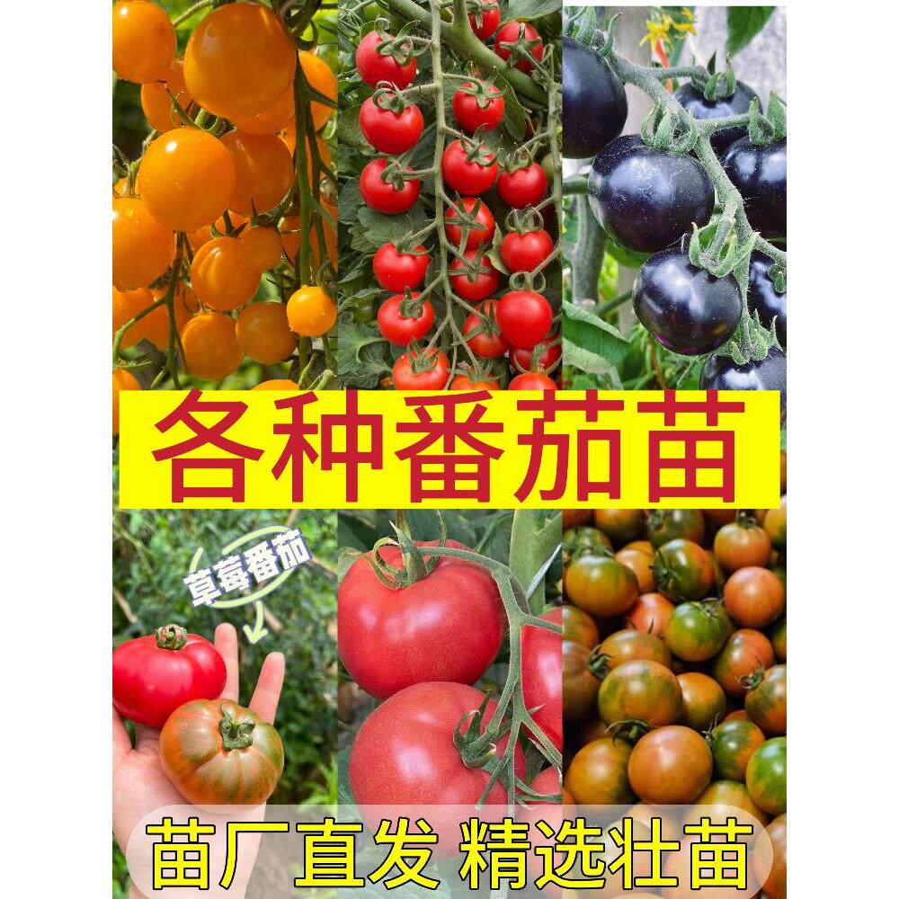 番茄苗黑珍珠矮生水果老品