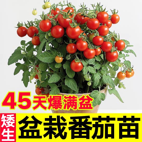 寿光爆满盆矮生栽番茄苗秧