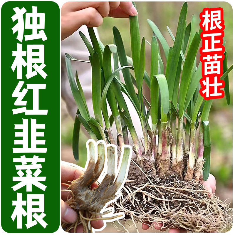 韭菜根苗紫现挖红新籽阳台