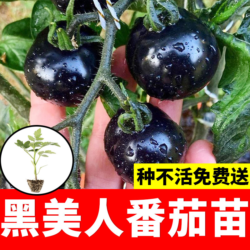 黑美人小珍珠番茄种子苗紫