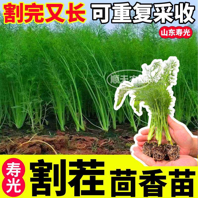 味浓鲜美结球茴香苗秧种子
