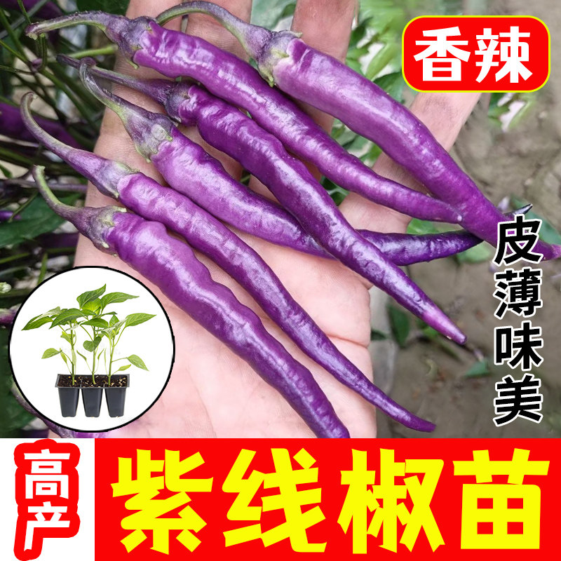 紫线椒种苗二荆条辣子高产