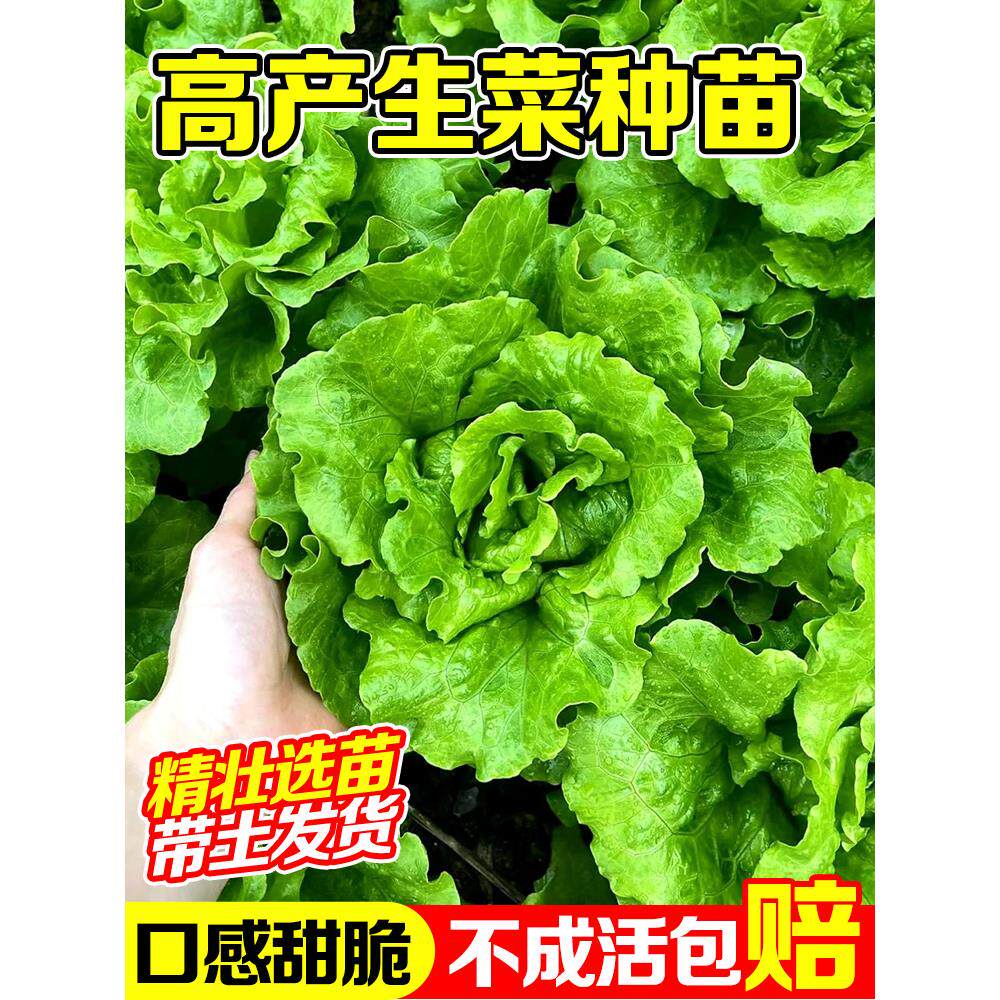 四季生菜苗带土秧紫叶奶油
