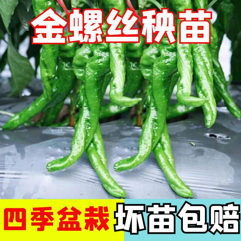 正宗金螺丝秧苗苗子正宗高产秧苗