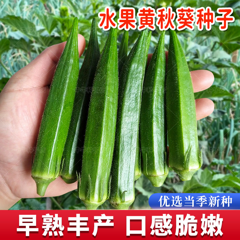 黄秋葵种孑早熟高产水果红