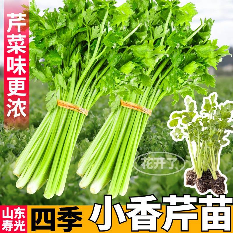 山东寿光四季小香芹菜苗秧