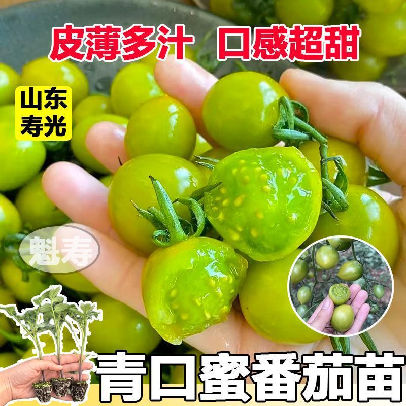 青口蜜小番茄种子苗绿色樱