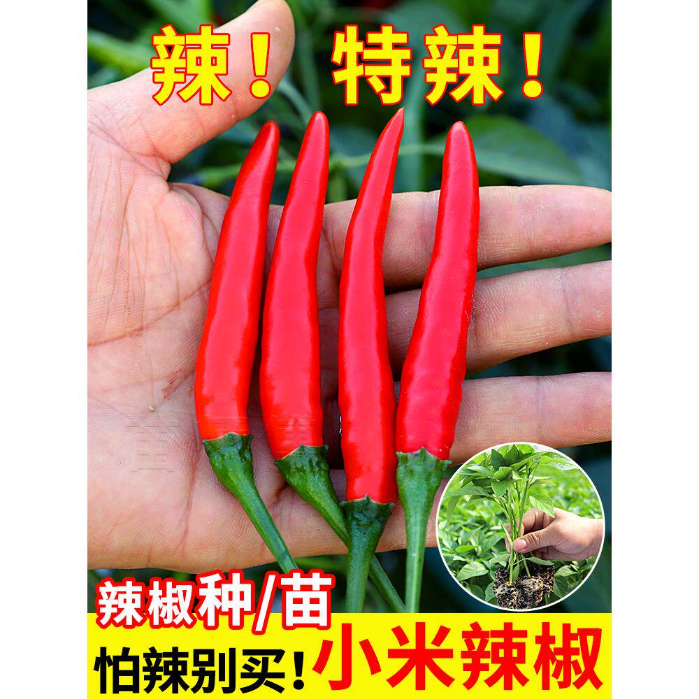 红色小米辣椒种孑子泡朝天