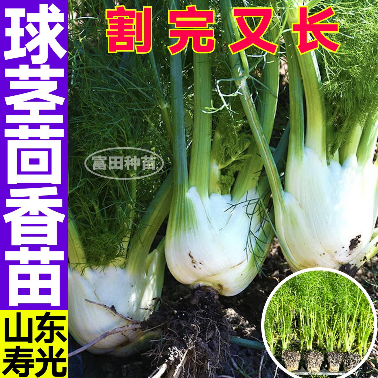 山东寿光球茎茴香苗秧多茬