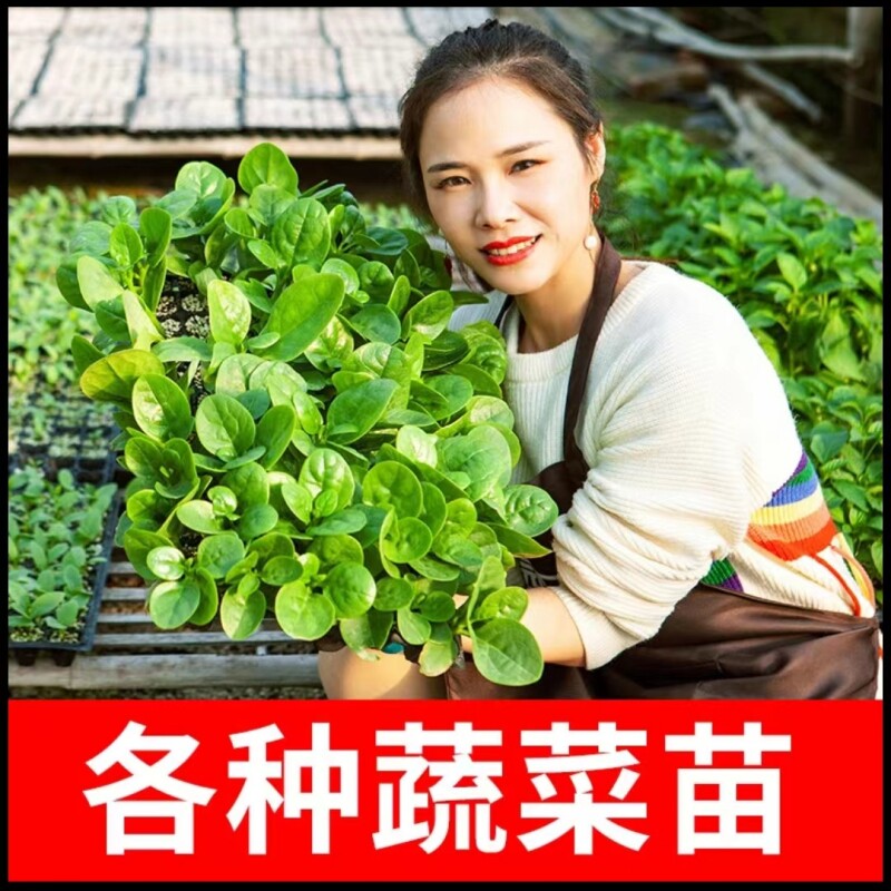 蔬菜苗秧番茄幼南方种子黄